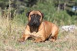 BULLMASTIFF 010